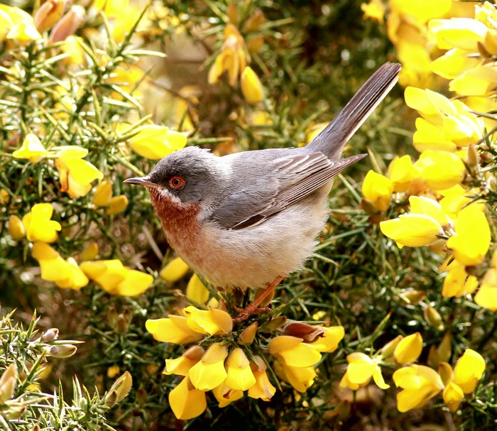 Eastern Subalpine Warbler