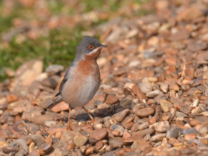 Eastern Subalpine Warbler