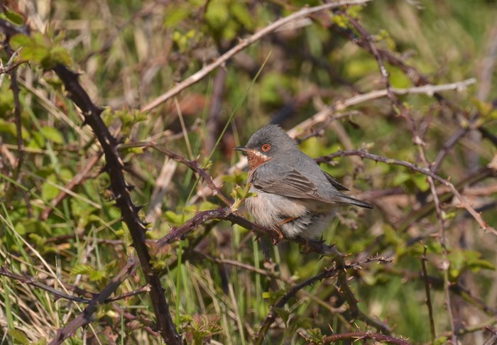 Eastern Subalpine Warbler