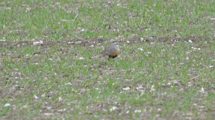 Dotterel