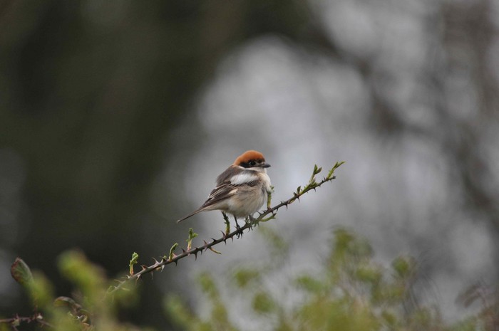 Woodchat Shrike