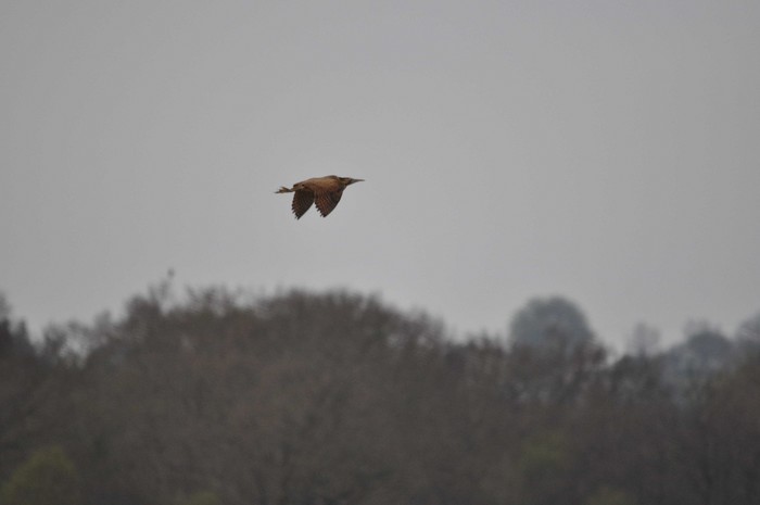Bittern