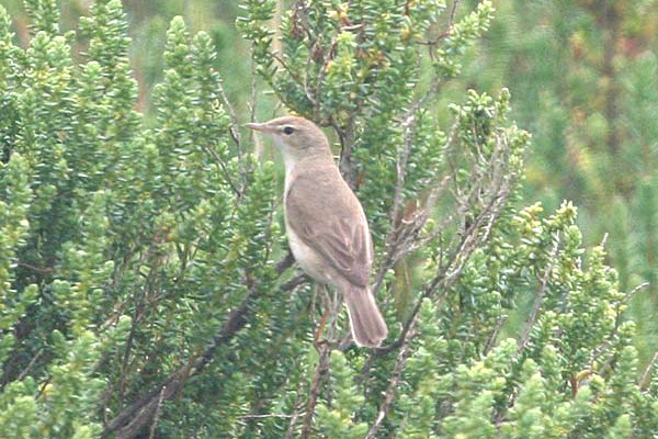 Booted Warbler