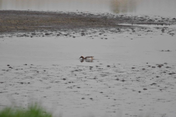Garganey
