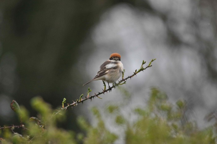 Woodchat Shrike