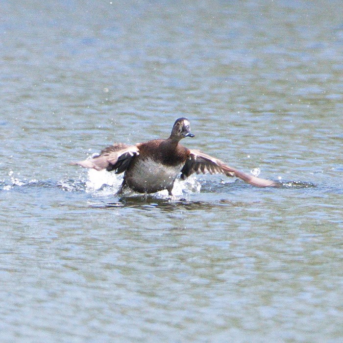 Ring-necked Duck
