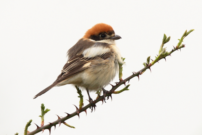 Woodchat Shrike