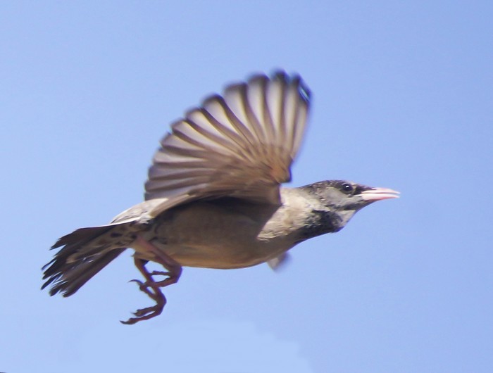 Rose-coloured Starling