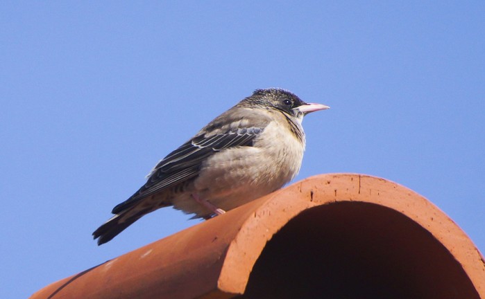 Rose-coloured Starling