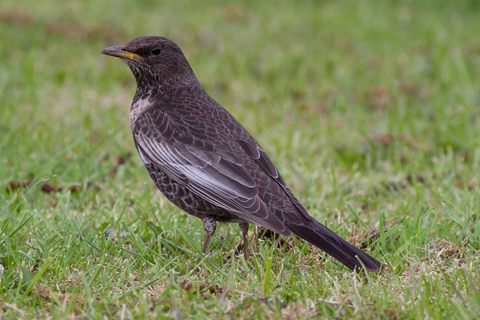 Ring Ouzel