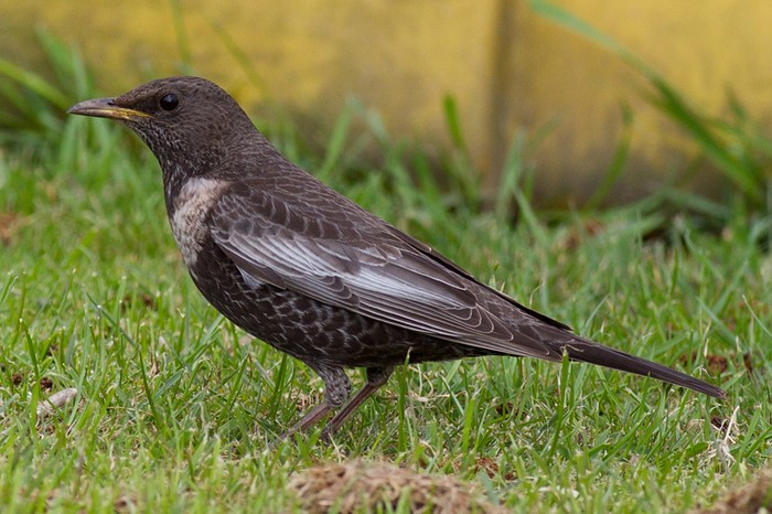 Ring Ouzel
