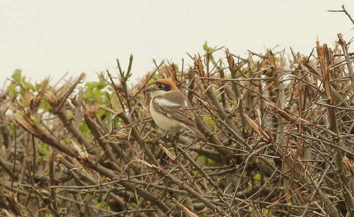 Woodchat Shrike