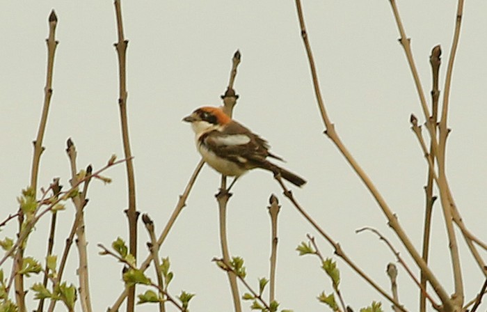 Woodchat Shrike