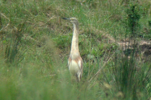 Squacco Heron