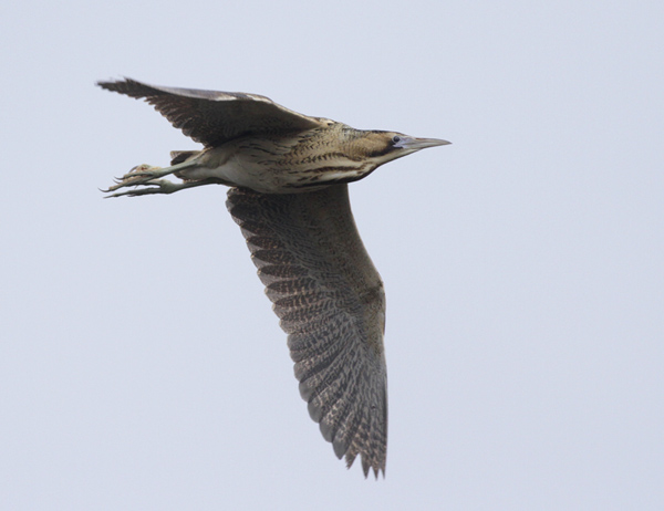 Bittern