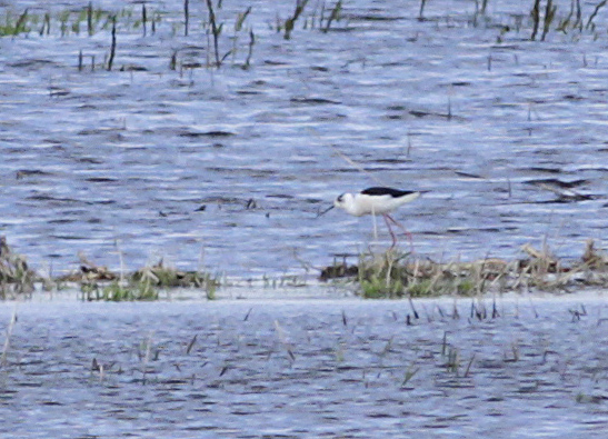 Black-winged Stilt