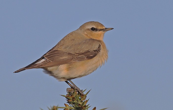 Wheatear