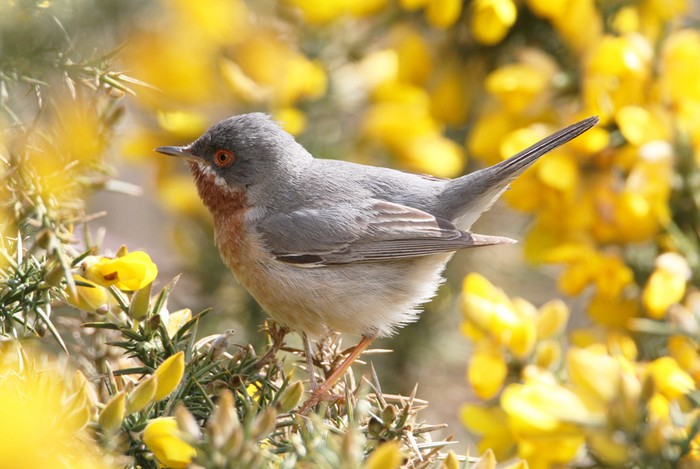Eastern Subalpine Warbler