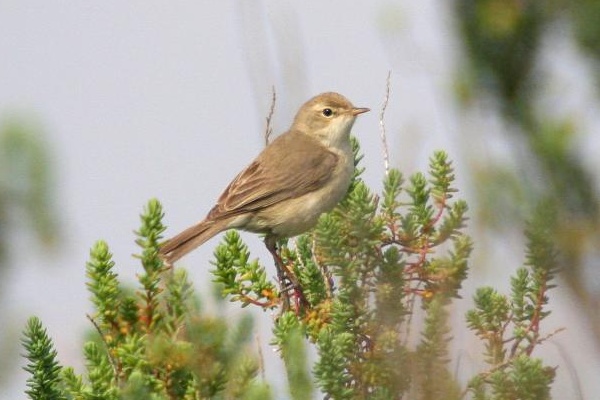Booted Warbler
