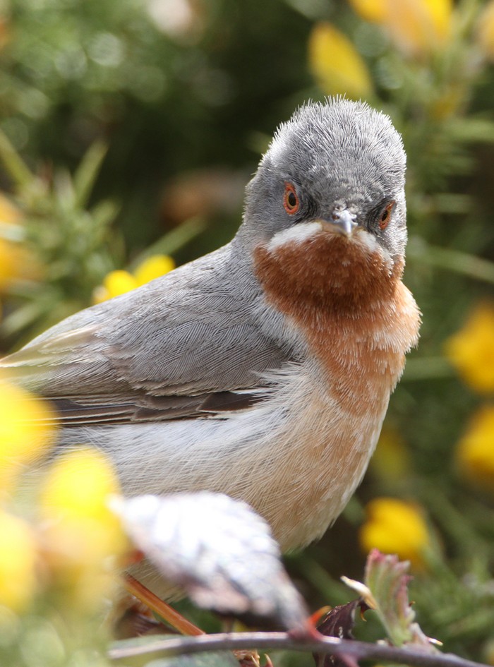 Eastern Subalpine Warbler