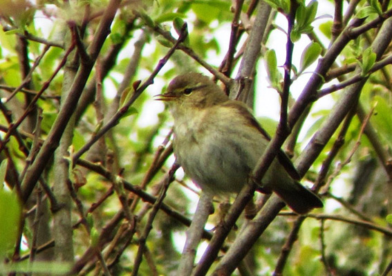 Iberian Chiffchaff