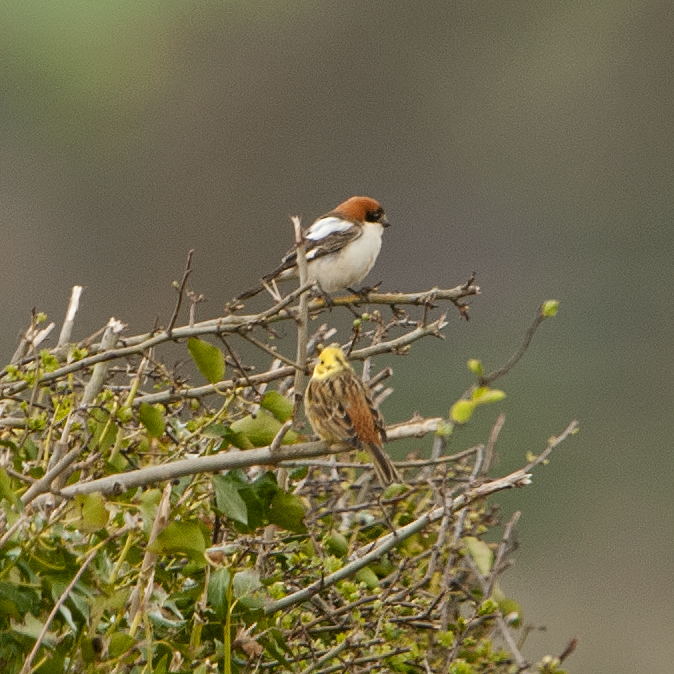 Woodchat Shrike