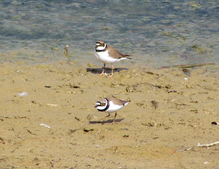 Little Ringed Plover
