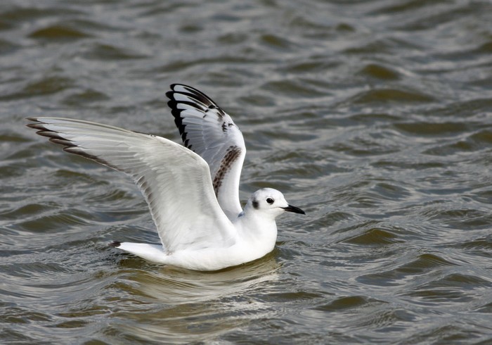 Bonaparte's Gull