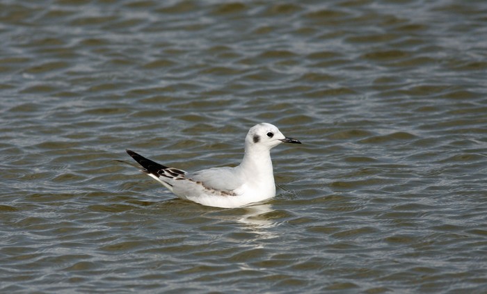 Bonaparte's Gull