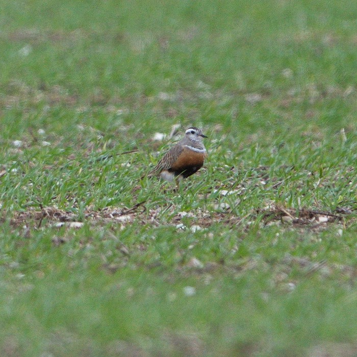 Dotterel