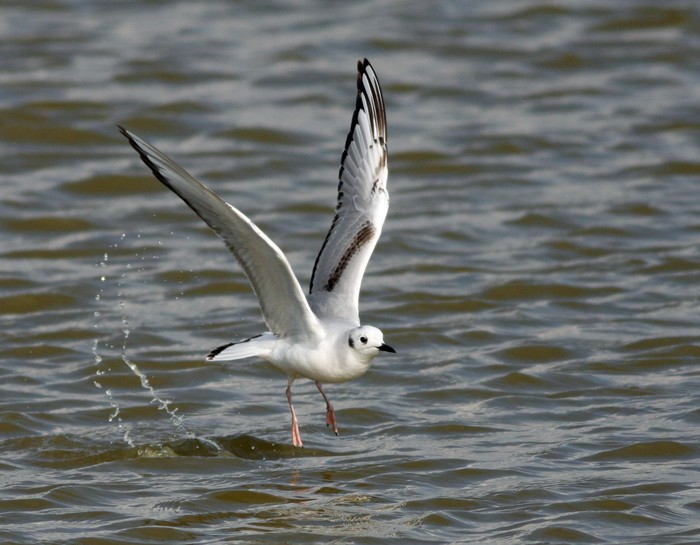 Bonaparte's Gull