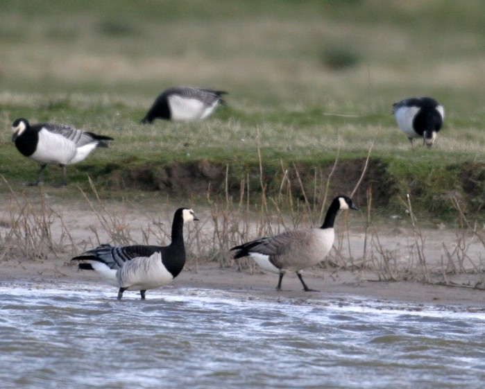 Richardson's Canada Goose