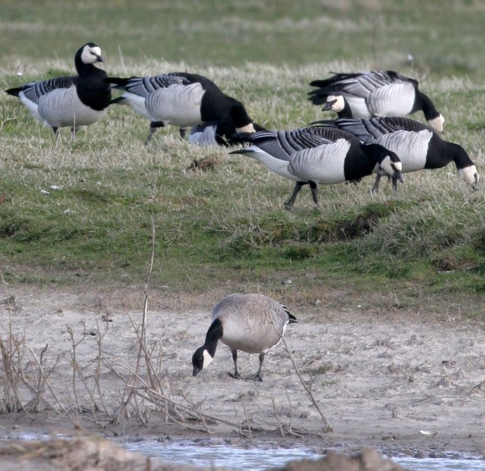 Richardson's Canada Goose