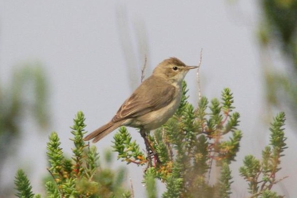 Booted Warbler