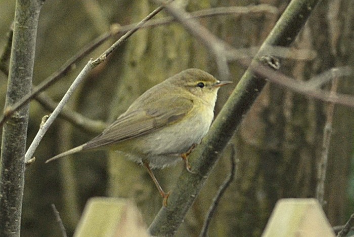 Iberian Chiffchaff