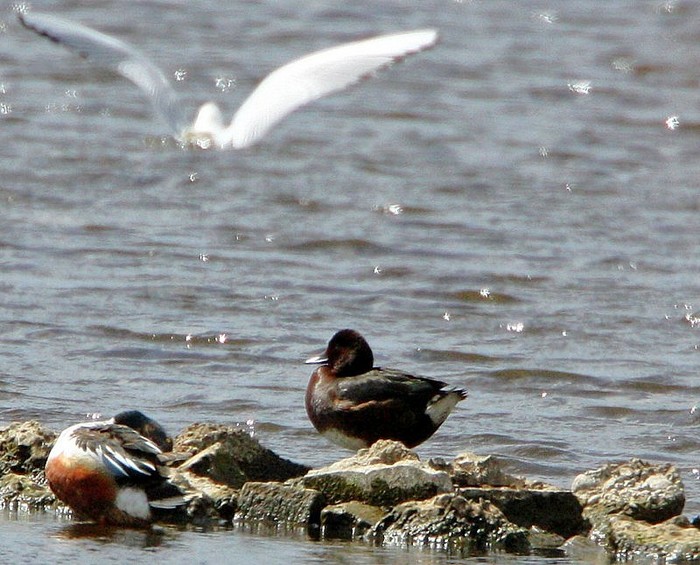 Ferruginous Duck