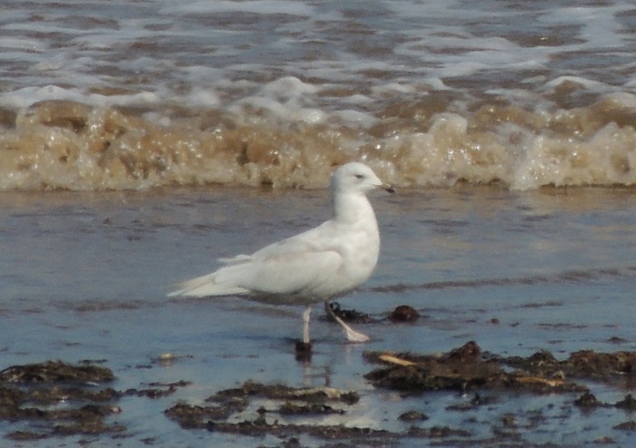 Kumlien's Gull