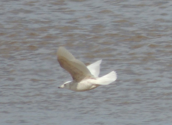 Kumlien's Gull