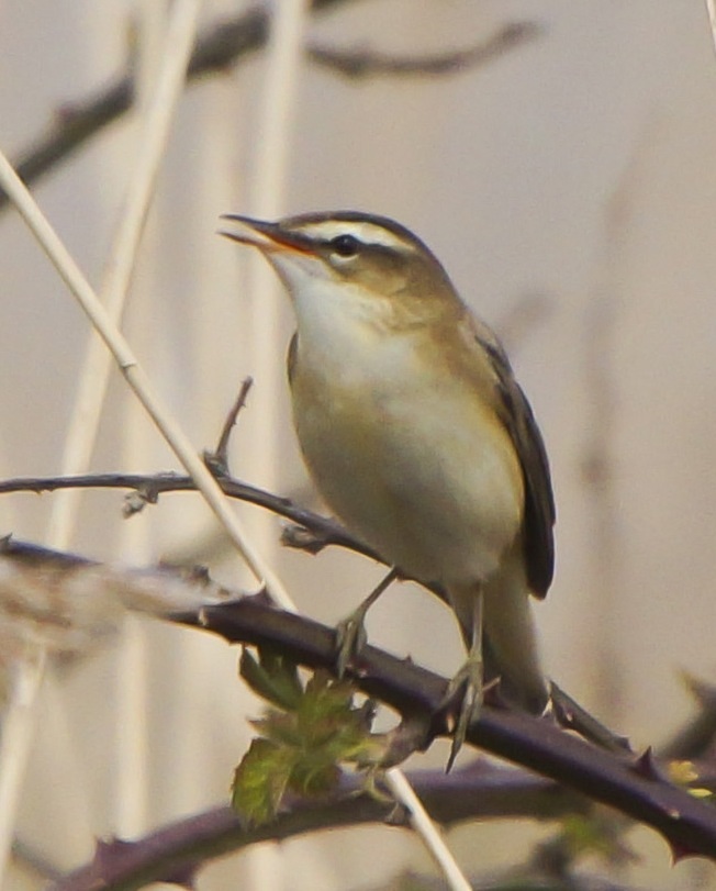 Sedge Warbler