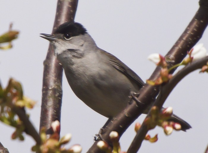 Blackcap