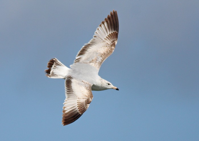 Ring-billed Gull
