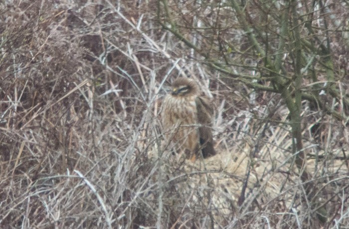 Montagu's Harrier