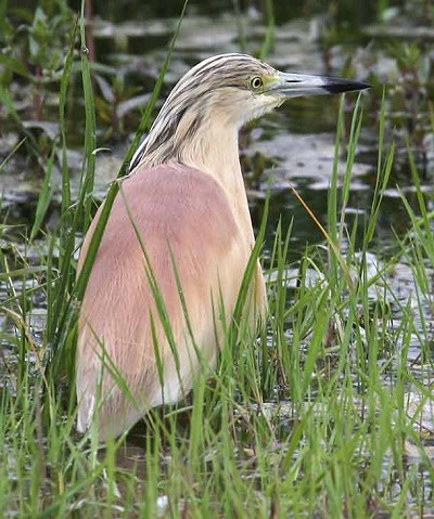 Squacco Heron