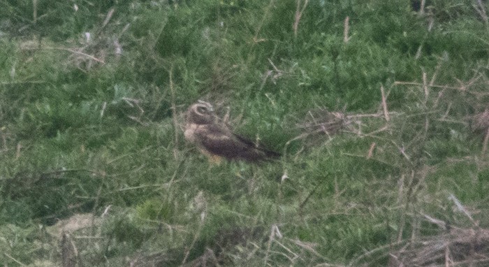 Pallid Harrier
