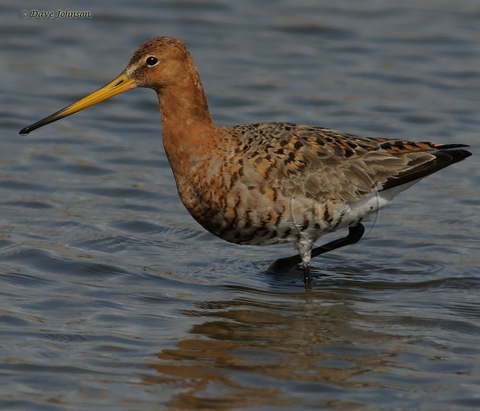 Black-tailed Godwit