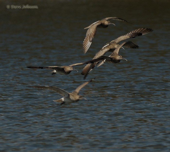 Whimbrel