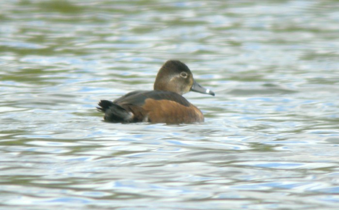 Ring-necked Duck