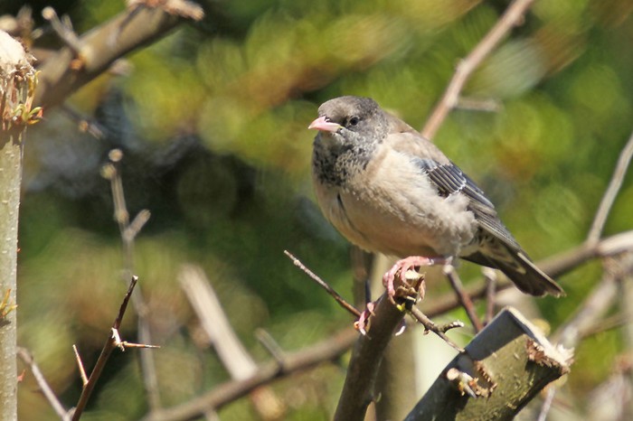 Rose-coloured Starling