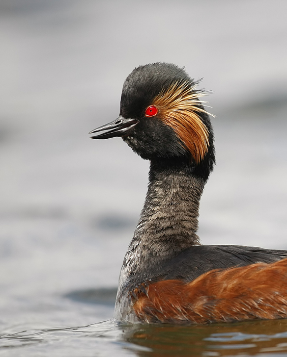 Black-necked Grebe