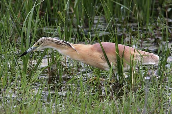 Squacco Heron